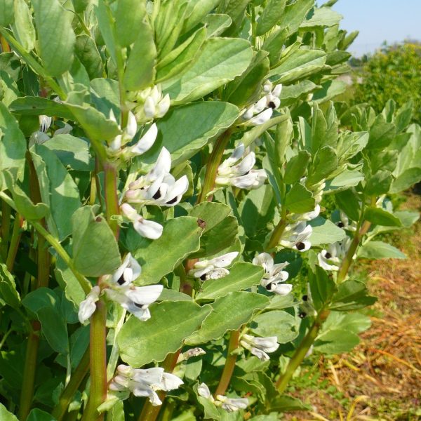 Fieno di Favino